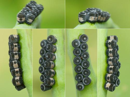 Eurydema ventralis